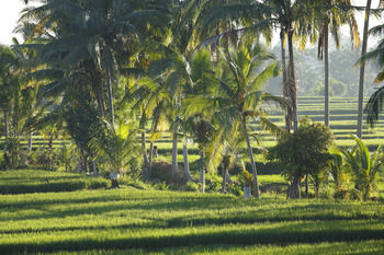 Pousada The Luxe Ubud